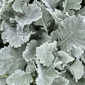 New Look, Dusty Miller Seed